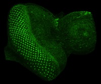 From Genes to Growth and Form