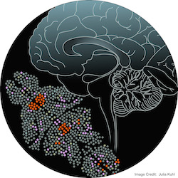 Recording, analyzing, manipulating, and modeling whole brain activity logo