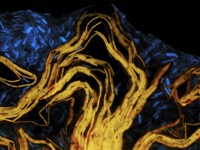 Logo for Microbial Heterogeneity: From Genetic Switches to Collective Behavior in Biofilms