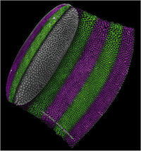 New Quantitative Approaches to Morphogenesis