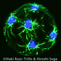 Cooperation and Major Evolutionary Transitions