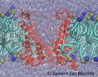 Modeling Soft Matter