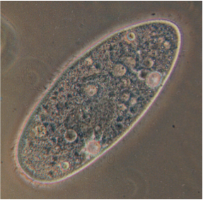 Vesicle Transport Evolution in the Ciliated Protozoan Paramecium
