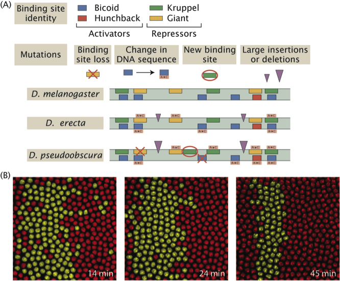 The evolution of gene regulation and pattern formation in development