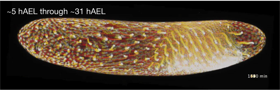 Between-Species Variation in Cell Biology in Insects