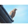02_red-shouldered-hawk