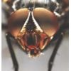 Optimization-Biology